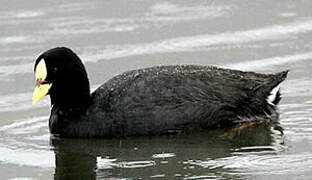 Red-gartered Coot