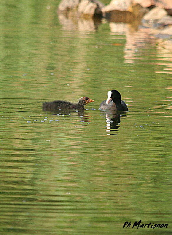 Foulque macroule, identification, régime, Comportement