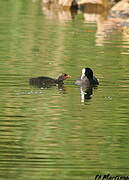 Eurasian Coot