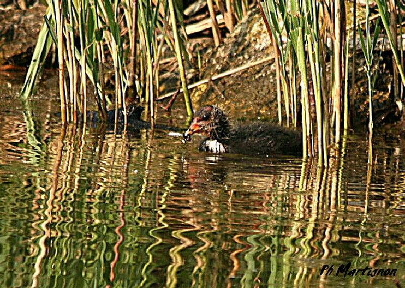 Foulque macroulejuvénile, identification