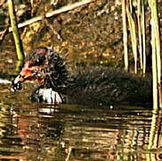 Eurasian Coot