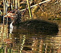 Eurasian Coot