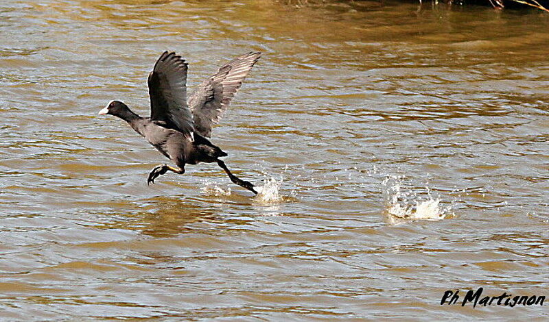 Eurasian Coot, Behaviour