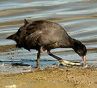 Eurasian Coot