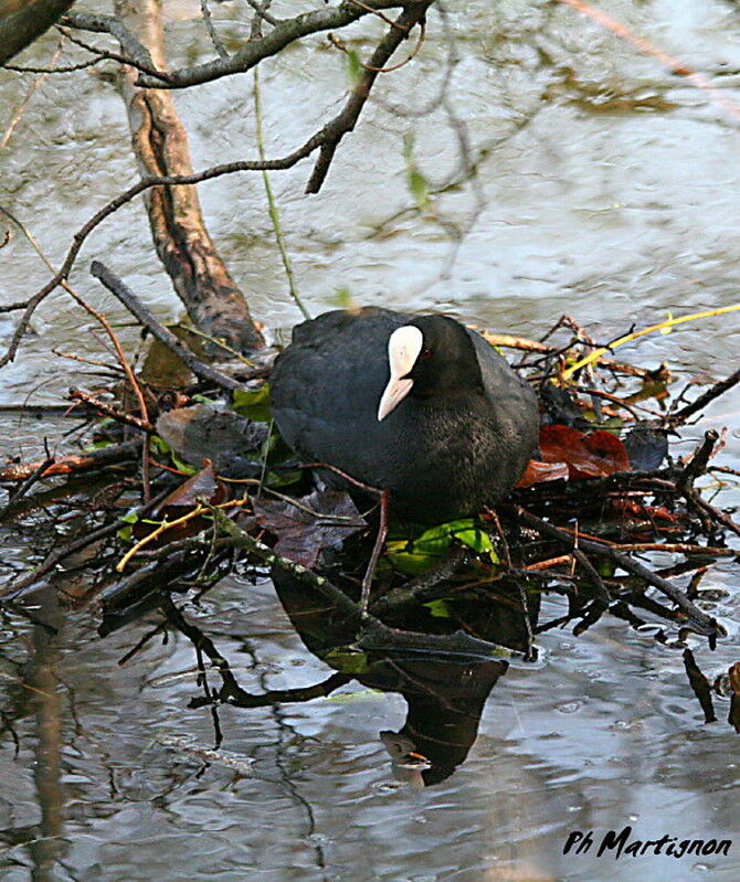 Eurasian Coot