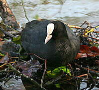 Eurasian Coot