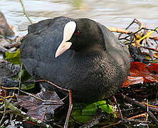 Eurasian Coot