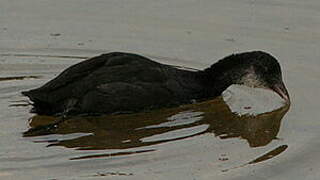 Eurasian Coot