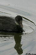 Eurasian Coot