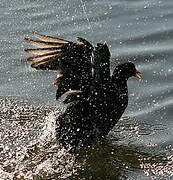 Eurasian Coot