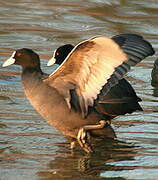 Eurasian Coot