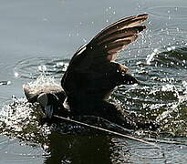 Eurasian Coot