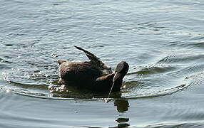 Eurasian Coot