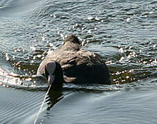 Eurasian Coot