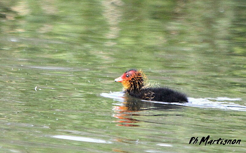 Eurasian Coot