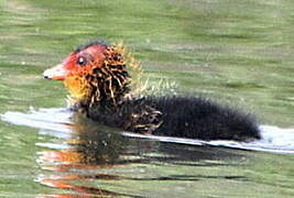 Eurasian Coot