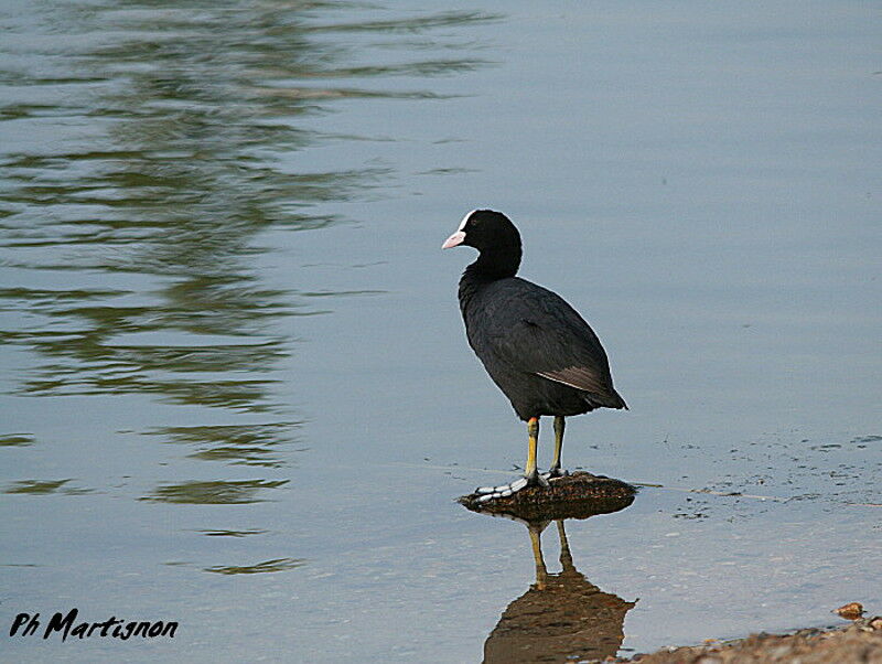 Eurasian Coot, identification