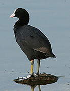 Eurasian Coot