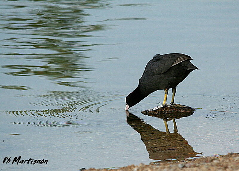 Foulque macroule, identification