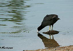 Eurasian Coot