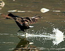 Eurasian Coot