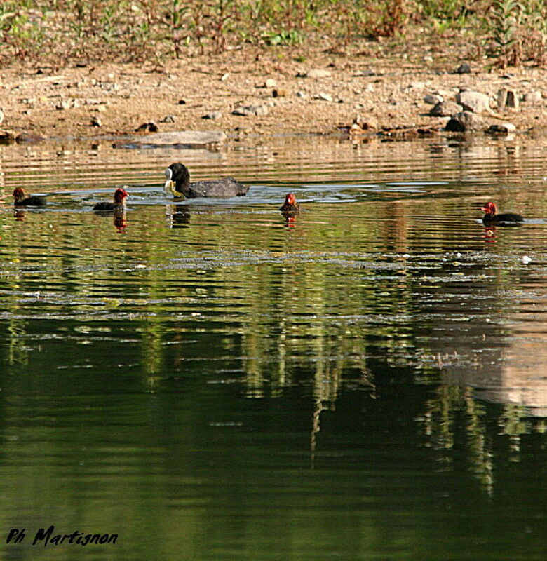 Eurasian Coot, identification, Behaviour