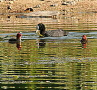 Eurasian Coot