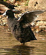 Eurasian Coot