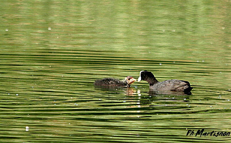 Foulque macroulejuvénile