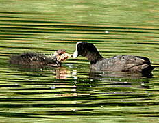 Eurasian Coot