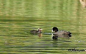 Eurasian Coot