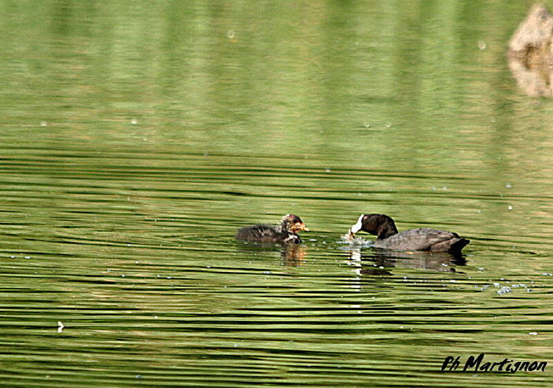 Foulque macroule, identification, régime, Comportement