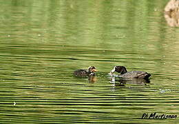 Eurasian Coot