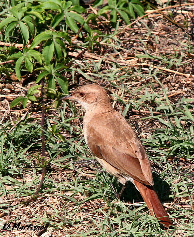 Rufous Hornero