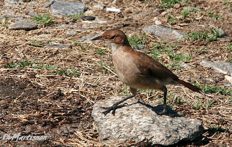 Rufous Hornero