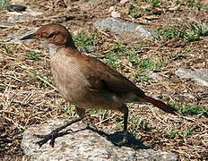 Rufous Hornero