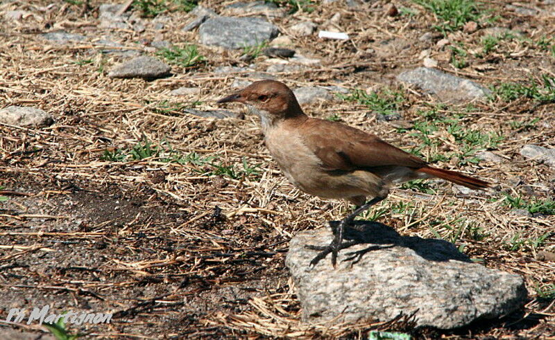 Rufous Hornero