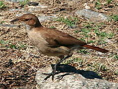 Rufous Hornero