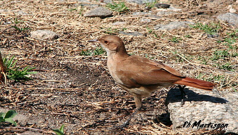 Rufous Hornero