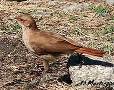 Rufous Hornero