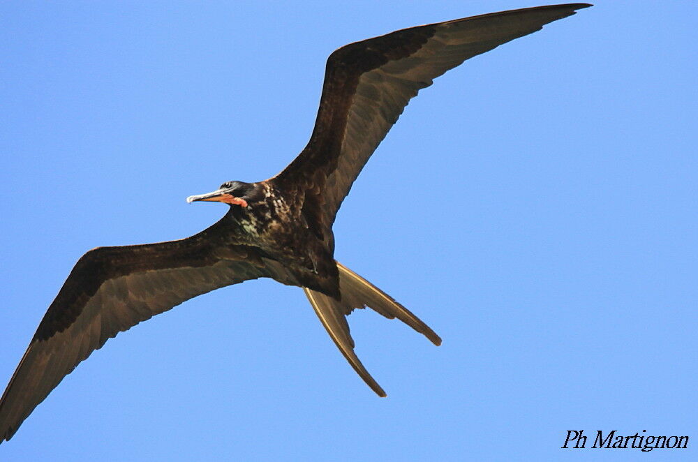 Magnificent Frigatebird male, Flight