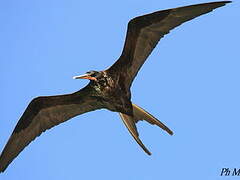 Magnificent Frigatebird