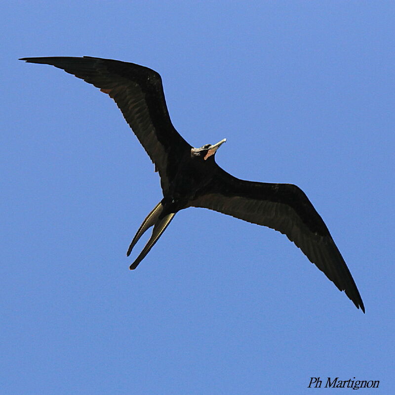 Magnificent Frigatebird male, Flight