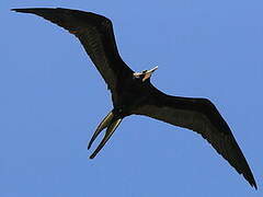 Magnificent Frigatebird