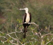 Magnificent Frigatebird