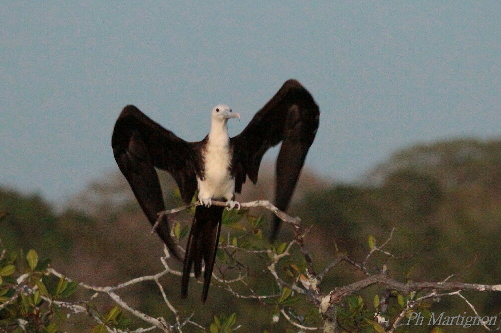 Magnificent Frigatebirdimmature, identification