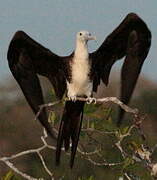 Magnificent Frigatebird