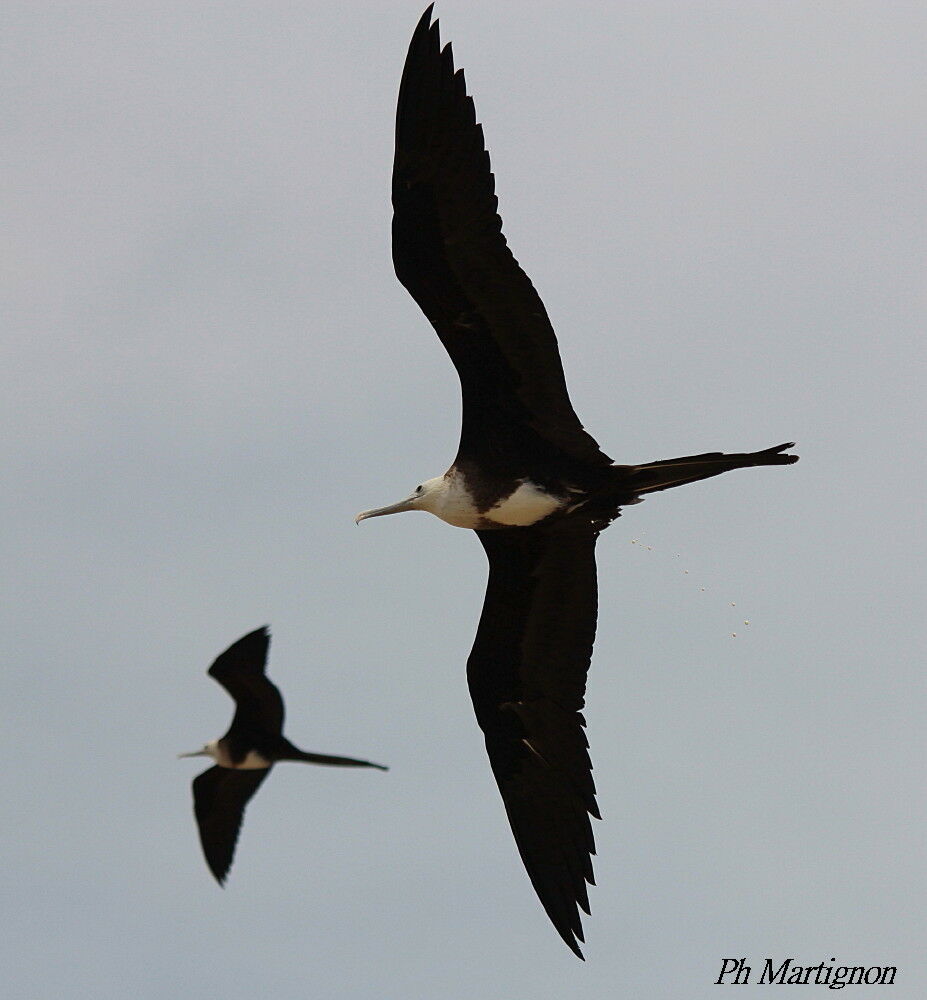 Magnificent Frigatebird female adult, Flight