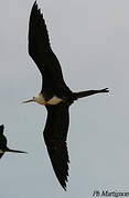 Magnificent Frigatebird