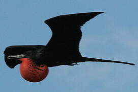 Magnificent Frigatebird